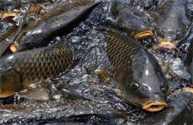 啤酒酵母粉应用于水产养殖上面有哪些作用